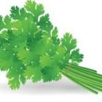 Coriander leaves ( Dhaniya)